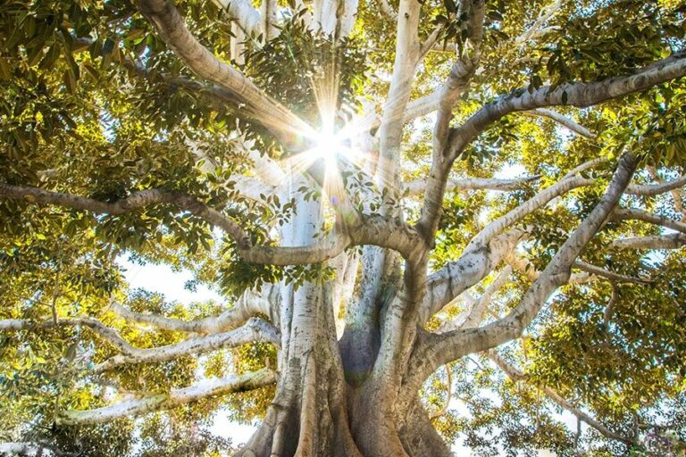 Le soleil brille à travers le feuillage de mon système